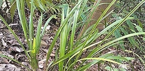 垃圾桶旁边的兰花捡回家,做好6点,让抛弃者后悔