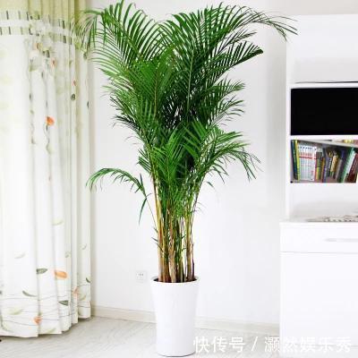 6种健康花，适合室内养，能净化空气，寓意好，高档大气很舒心