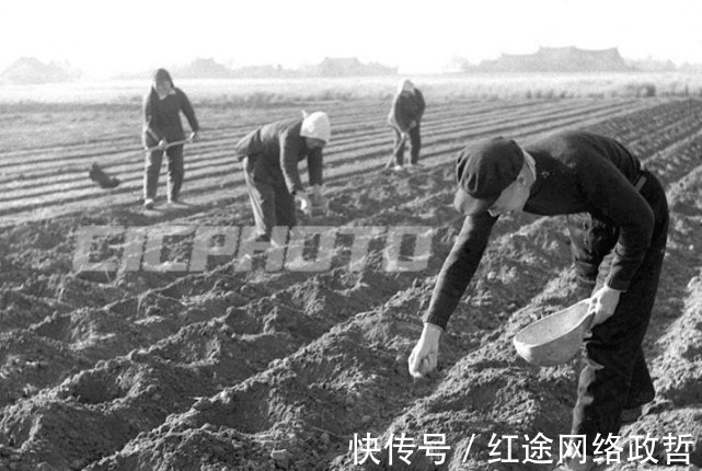 油菜籽|荆州松滋市五六十年代老照片