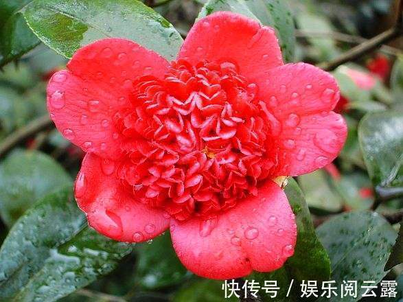 茶花,最美的“5种”,随便养一盆,比香水好闻,比牡丹更好看