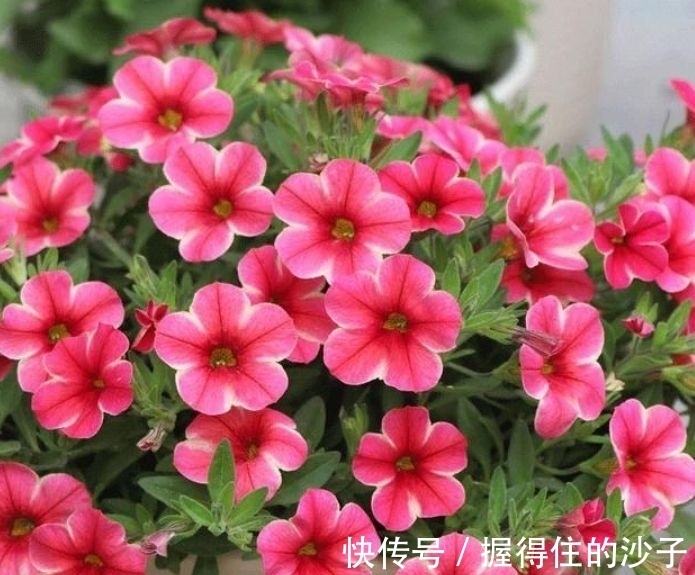 几种花养家里,好养又漂亮,几个月不浇水,照样长得旺!