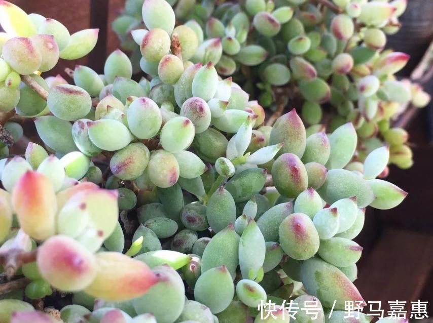这6种多肉可不耐冻,大冷天赶紧搬回家,冻伤了可救不活
