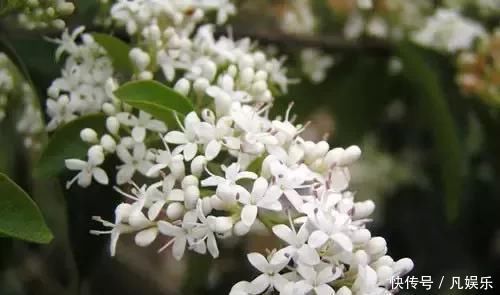 严禁入室的花,看完吓一跳你家里有木有