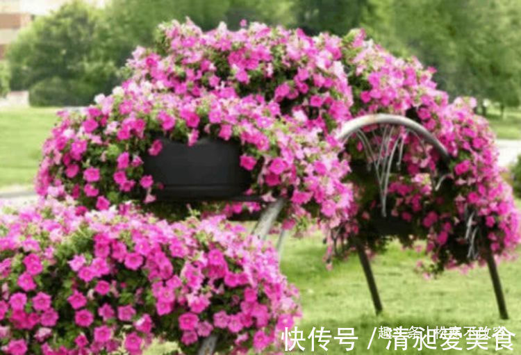 矮牵牛|居家就养此款花卉,从年初开到年尾,花期长花量大,还特漂亮