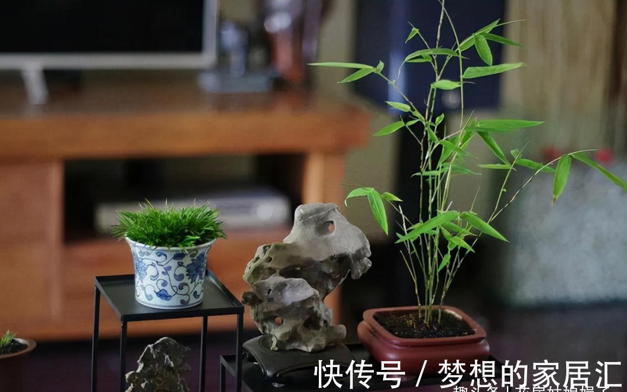 没有院子也能养好竹子,这几种竹子可以做成盆景养在室内