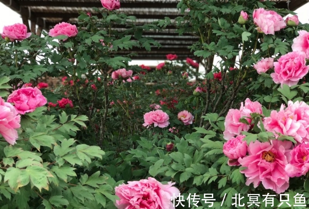 金牛座|1月,繁花盛开,不惧未来,3星座旧爱回头,寻回挚爱