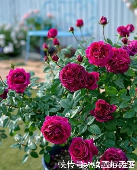 养月季花 1种肥料不可少 每月给它浇2次 一开花就大半年 粉紫色 养月季花 1种肥料不可少 每月给它浇2次 一开花就大半年 粉紫色