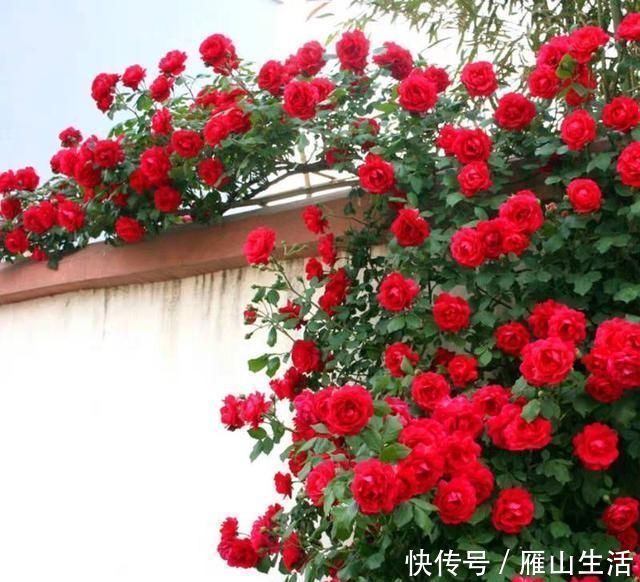 甜蜜红木香|我国最香的花,比桂花香10倍,好养易成活,家里种2棵就不得了