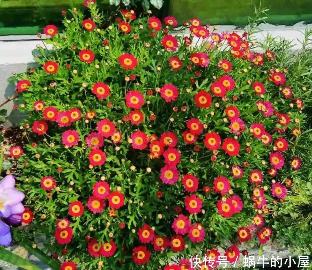 玛格丽特特容易爆盆,开花多得看不见叶,能开9个月