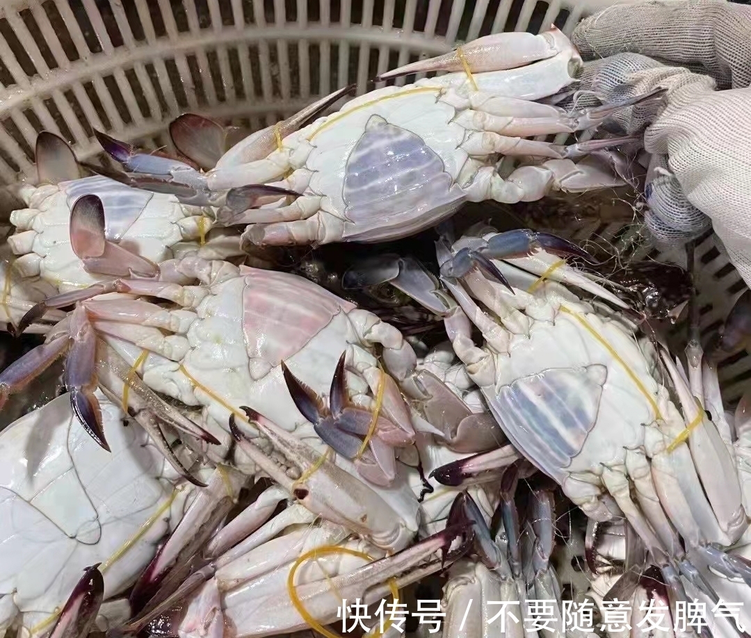 梭子蟹挑选小妙招,简单易懂,轻松挑选美味梭子蟹