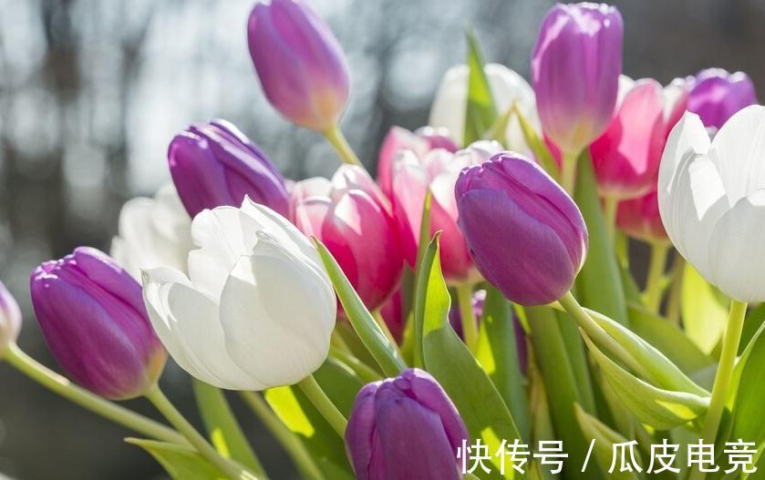 马上进入2022年,新的一年即将开启,为你推荐25种漂亮的花卉