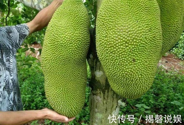 菠萝蜜|子宫不好的女人,隔三差五吃点此物,排毒养颜,值得分享给朋友