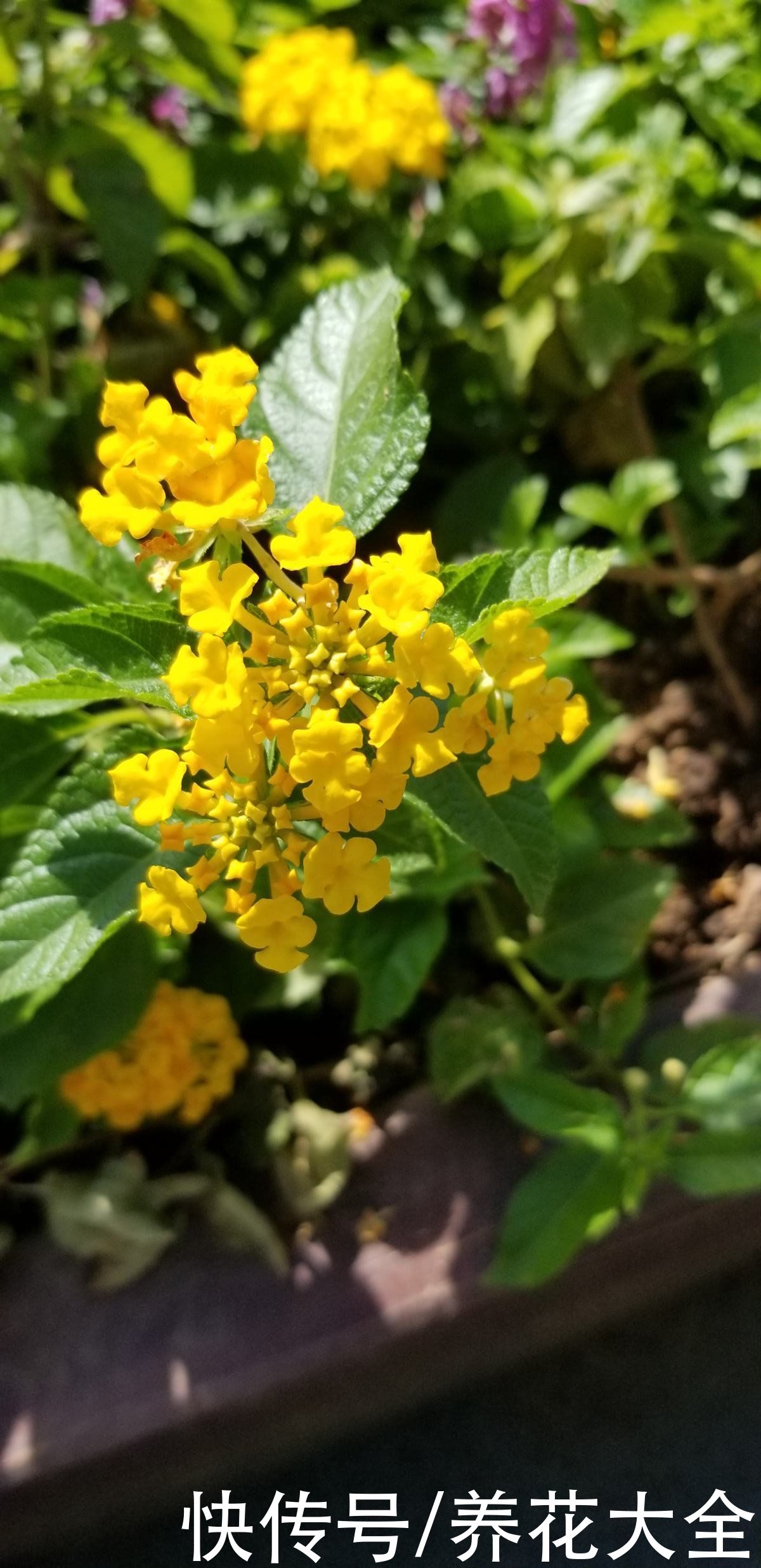  这4种花颜值虽然高，但是味道却很“臭”，真是让人又爱又恨