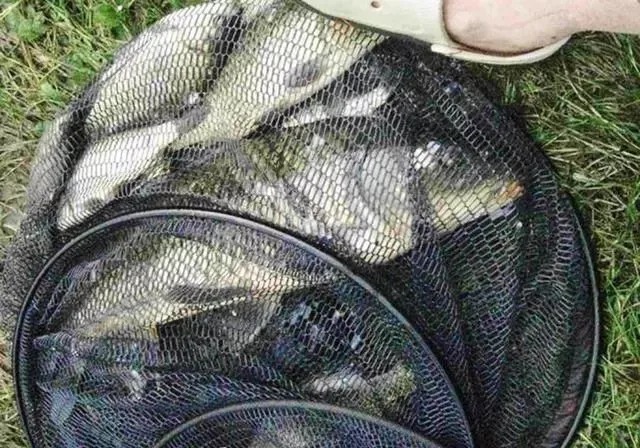 窝料|冬季垂钓不想走空,注意这3点,期待的渔获可得