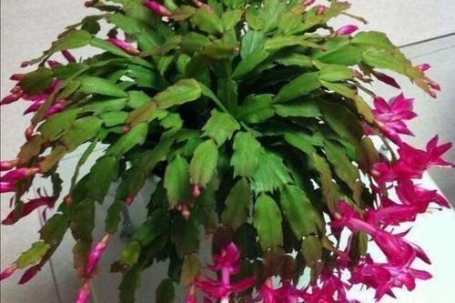 植株|什么花都养不好,就养2种花,开花漂亮,养护简单