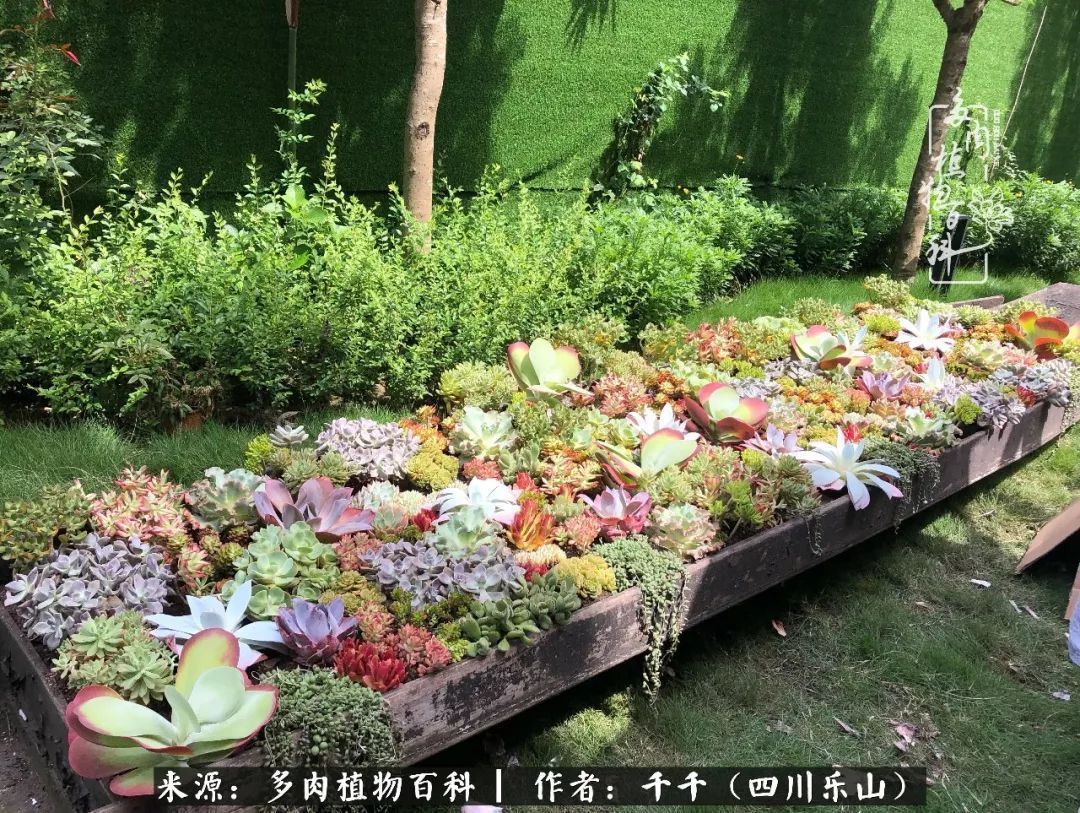 夏天日晒雨淋，秋老虎来势汹汹，你的多肉准备好逆袭了吗