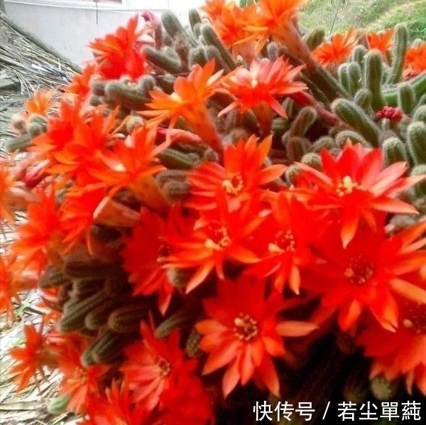 地方|10款能吊起来养的多肉,一个比一个美,还不占地方