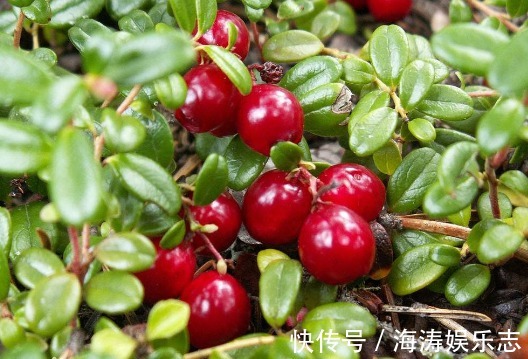 滋润|会食的人最长寿,推荐食这三种食物,滋润皮肤,清理体内毒素