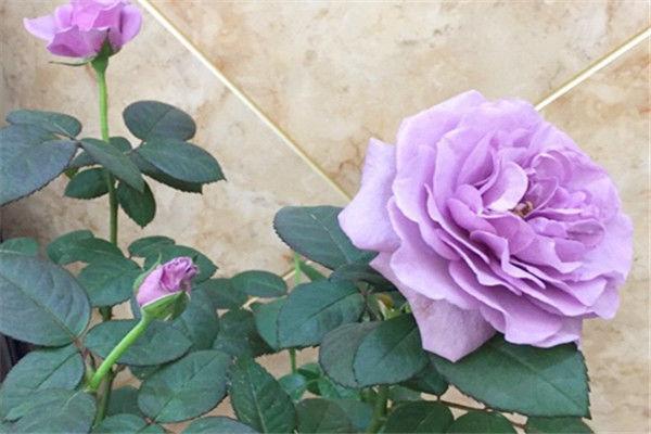 喜欢菊花,不如养盆“珍稀名菊”白弥勒,花型丰满,富贵华美