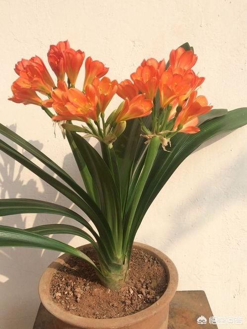 君子兰总是不长，不开花，施什么肥才能生长旺盛并且开花呢？