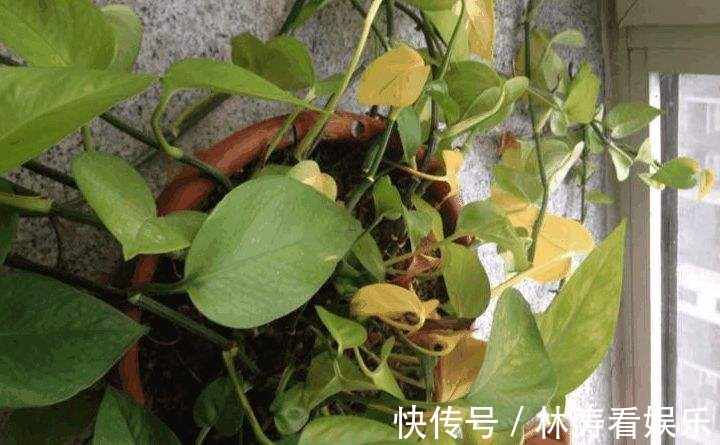浇水|绿萝也要补营养,浇水的时候加一点,叶子不黄有精神!