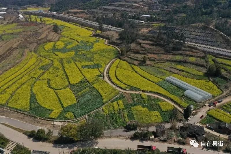 遍地金黄，山口村的油菜花开了，美到犯规！