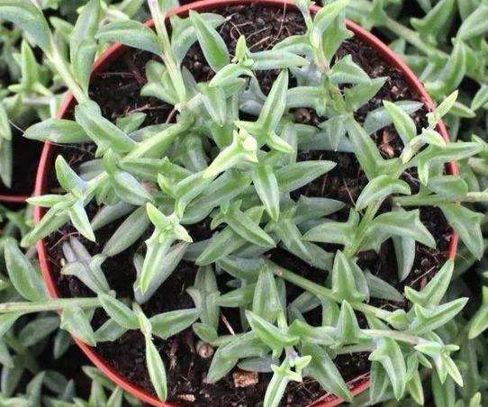 办公室养多肉，盆栽这5款，不怕采光差、难看、一盆不剩！