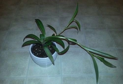 紫背|用水培扦插繁殖的紫背万年青,根长得快,养好了容易开花