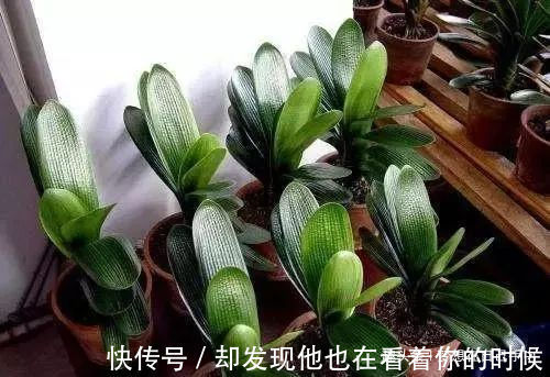 君子兰最爱“2种水”，15天用一次，花剑蹭蹭冒，1年能开2次花！