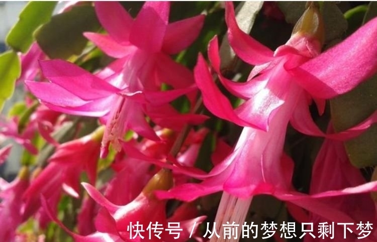 养花就养这几款,365天开不停,养几盆,全年有花赏!