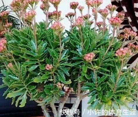 花盆|长寿花这样养,一年就能养成老桩