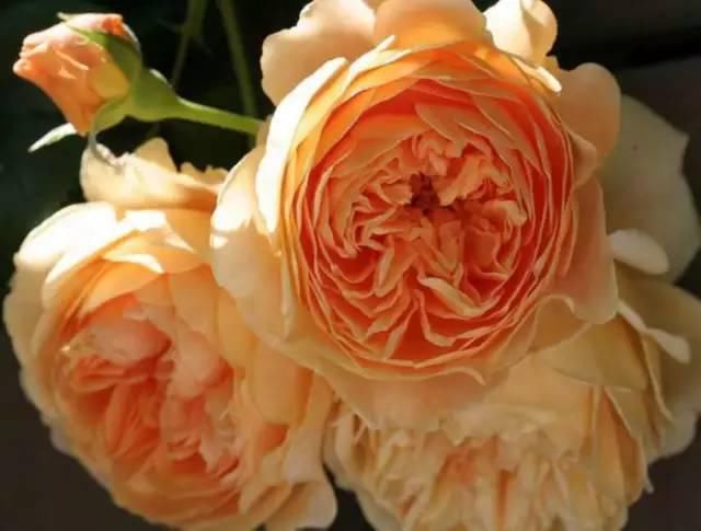 这几种花，种对了是花墙, 种错了只是篱笆