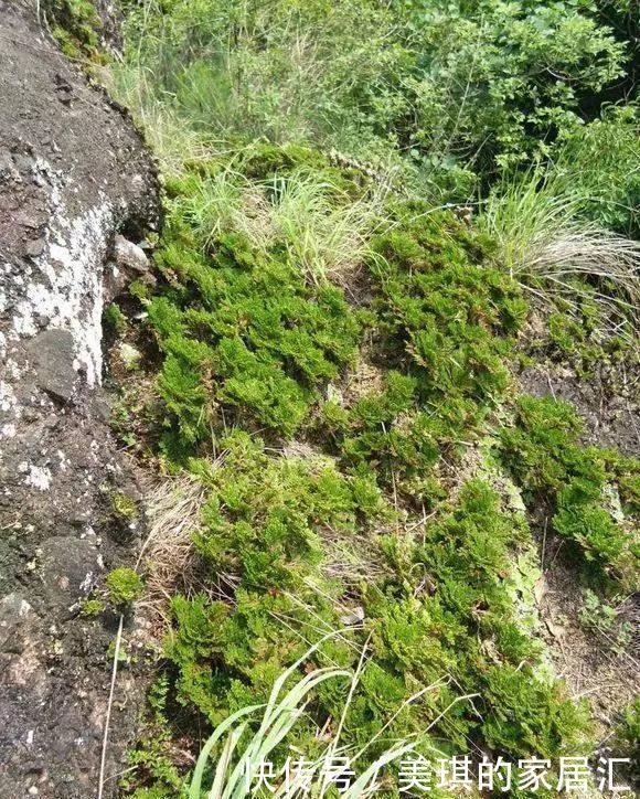 野草|路边野草,种盆里变成值钱盆景,超好养还好看