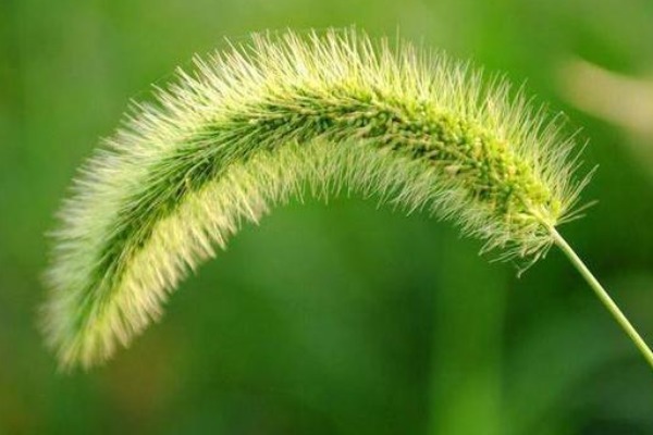 女人|默默无闻的狗尾巴草,泡水喝竟有4个好处,男人女人都需要!