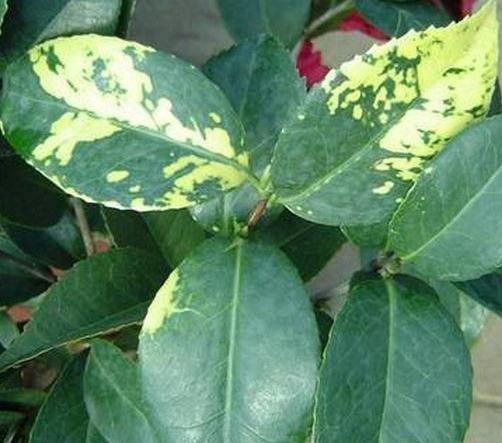 植物|春天“蚊虫多”,养花容易死记住“一点”,蚊虫不来,养啥都爆