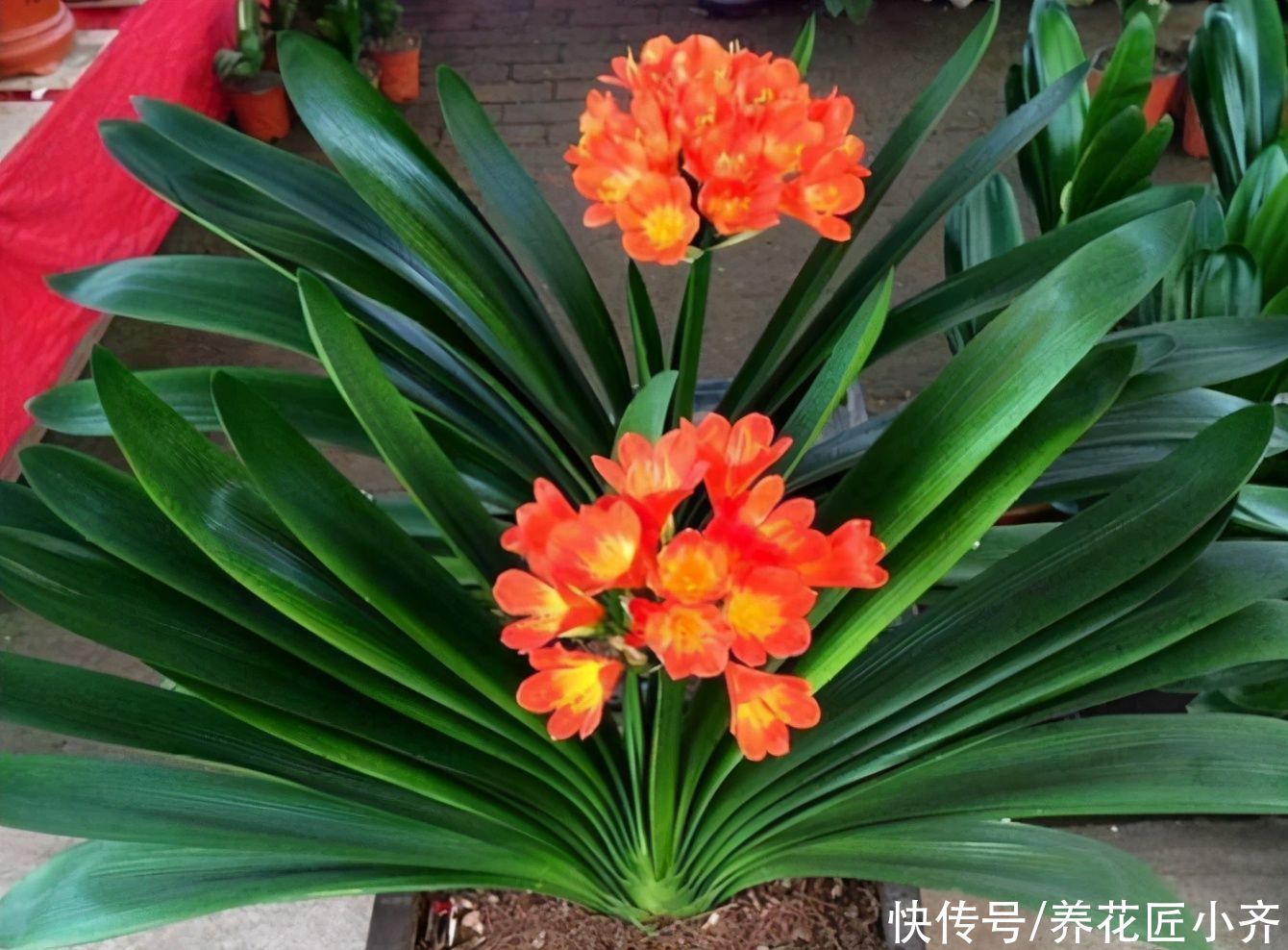 叶片|秋天养君子兰,做好3件事,植株长得旺,让它快速抽花剑