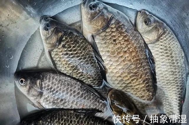 让鲫鱼都进护的酒米怎么做?跟我学,省钱又给力