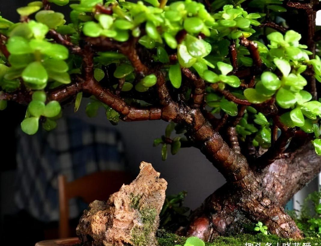 6种常见的“漂亮花”,好养少浇水,养成盆景“身价”翻倍