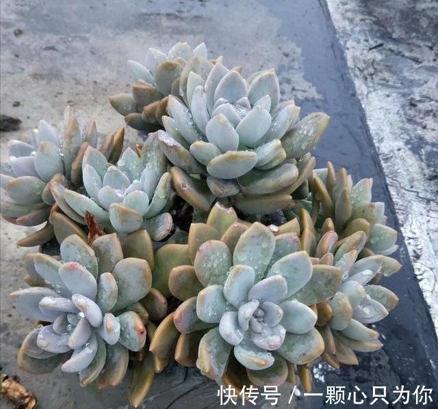 6种多肉不怕冻,越冷越好看,冻成“美肉”,冬天不养真亏