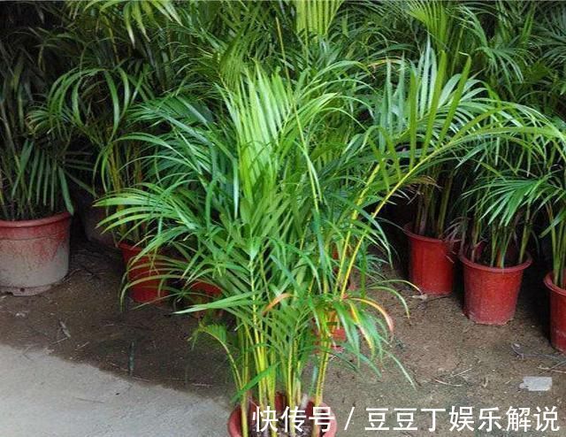 养护|空气干燥、蚊虫多、异味大家里养这“4种花”,什么烦恼都没了