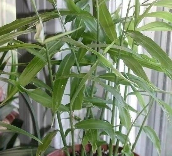 “姜”丢进盆里就能活，开出漂亮“大花苞”，不仅好看、更好养