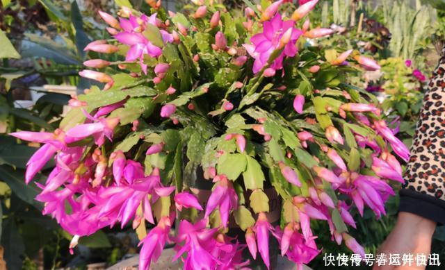 浇水|多年的蟹爪兰,勤做三动作,重新缀化,叶插苗养成繁花小老桩