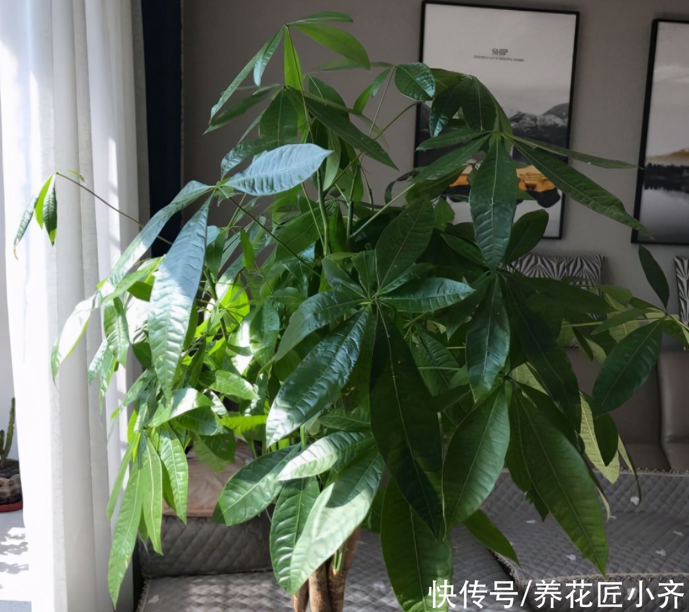 花盆|家庭养殖发财树有“三忌”，花友们一定要记住，这样才能不烂根