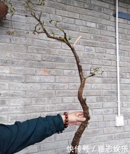 路边随手捡下“1野树”，虽不如老桩美观，但经修剪，也颇为高雅