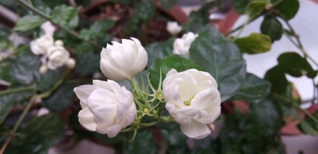 茉莉花|茉莉开花少？赶紧做1点，花朵挂满树，小白花又多又美！