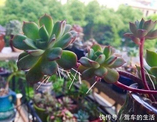 根部|多肉长出小胡须,这个“信号”不太好,老手这样处理多肉不受影响!
