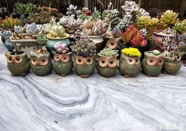 从一颗到500多盆,遇见多肉后,满眼全是你!