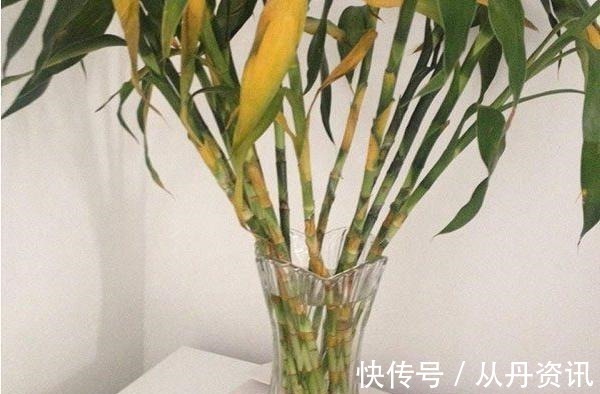 客厅|客厅不能养这三种花,一点好处没有,养了的抓紧挪走!