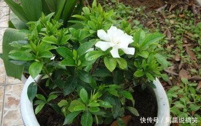 号称“养不死”的盆栽净化空气又养眼,手残党也能轻松养活