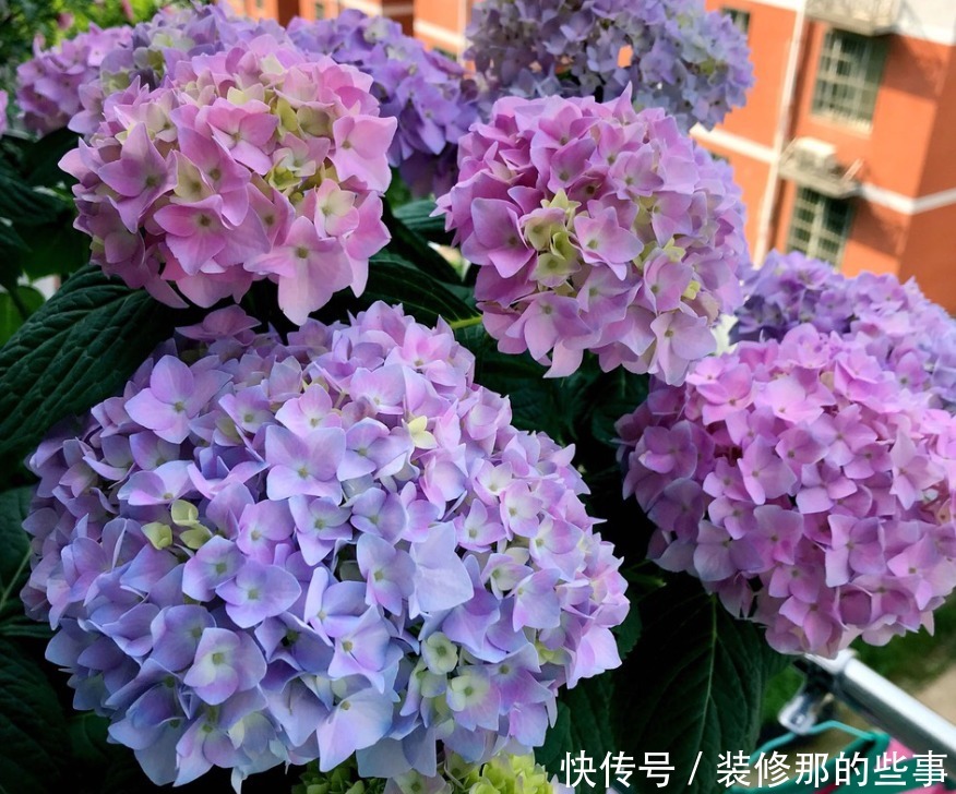 4种花自带财运,好养易活不招虫,一点散光就能蹭蹭长